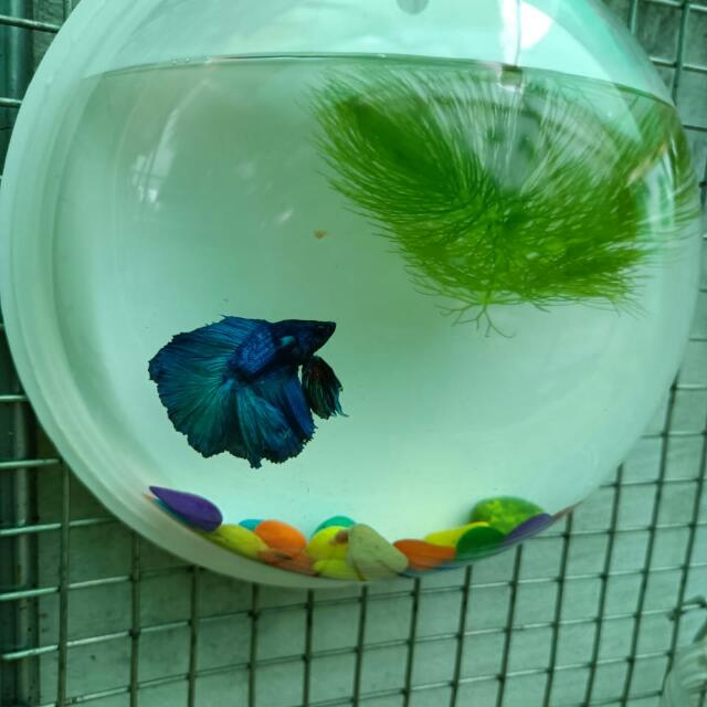 Third Eye Activation 