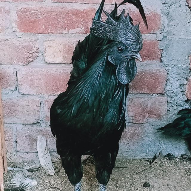 Ayam cemani chicks