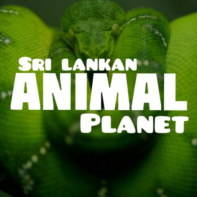 『ꜱʟ ᴀɴɪᴍᴀʟ ᴘʟᴀɴᴇᴛ』