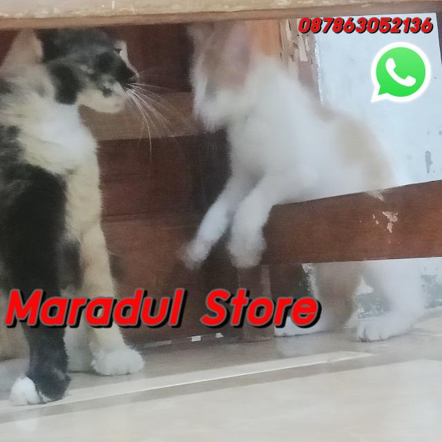 Marradul Store