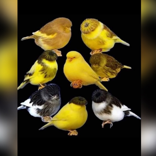 جميع أنواع الطيور 