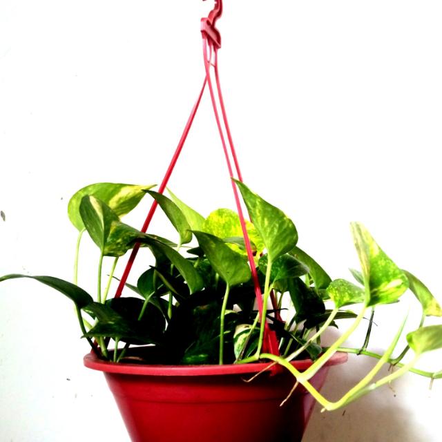 හරිත පැල තවාන, පාදුක්ක🌹🌱