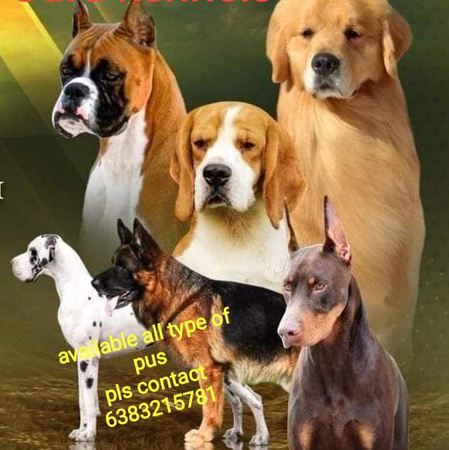 HOSUR PETS , SALES