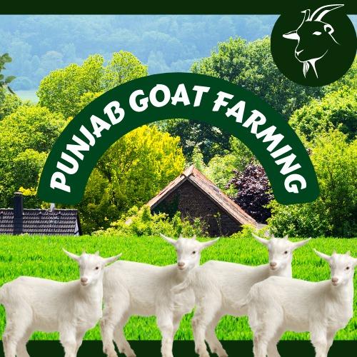 Punjab Goats Farming