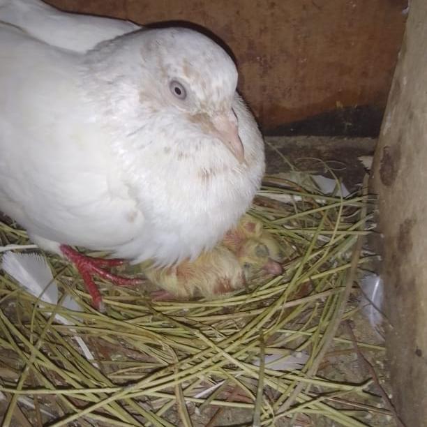 සතුන්  විකිනිම සහ හුවමාරුව 🐶🐄🐰🐔🕊️