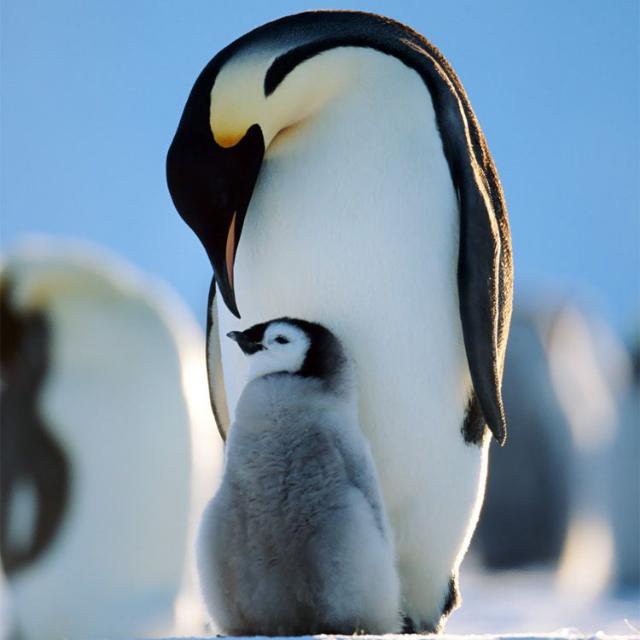 PenGuin? Lottery Group?