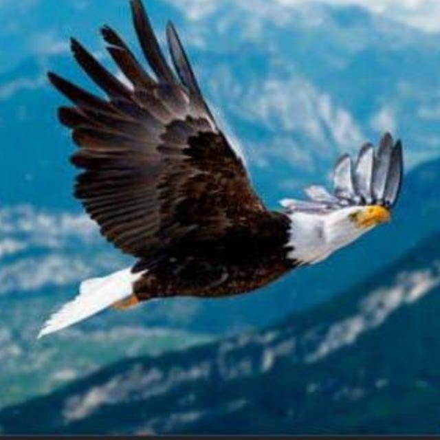Forsage Leader