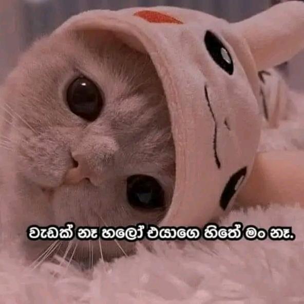 Ex ,ට මඩ ගහමු 😹🤘