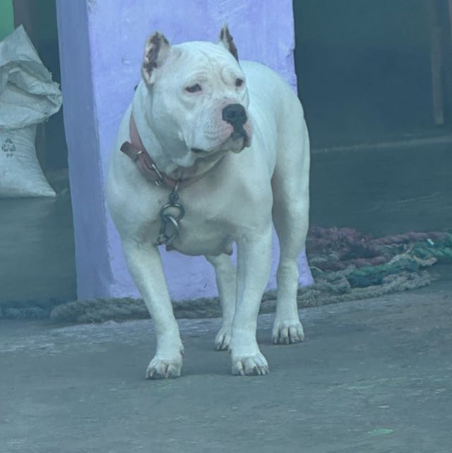 😇Pitbull lover up 13