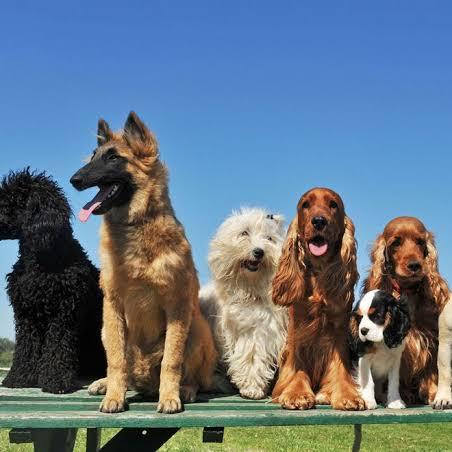 POLLACHI DOG LOVERS❤️🐕‍🦺