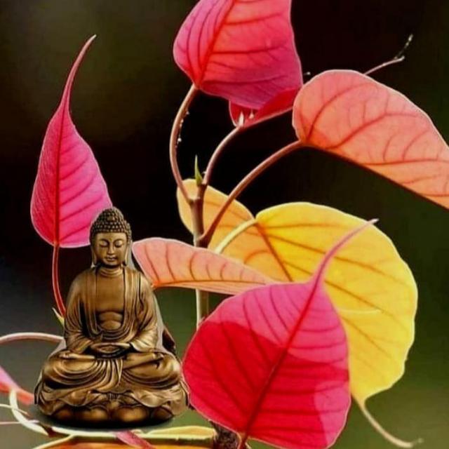 ??දම් සරන?☸️