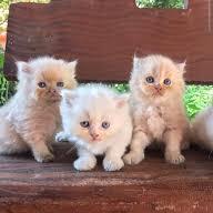 𝙿𝙴𝚃𝚂 𝚂𝙰𝙻𝙴