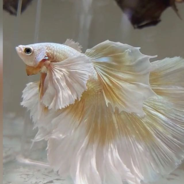 Betta fish