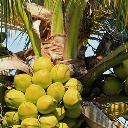 පොල් කඩනවා ගලේවෙල අවට