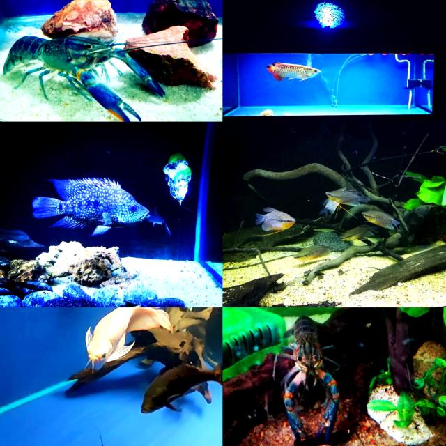 🫧🐟⃤විසිතුරු මසුන්⃤🐟🫧