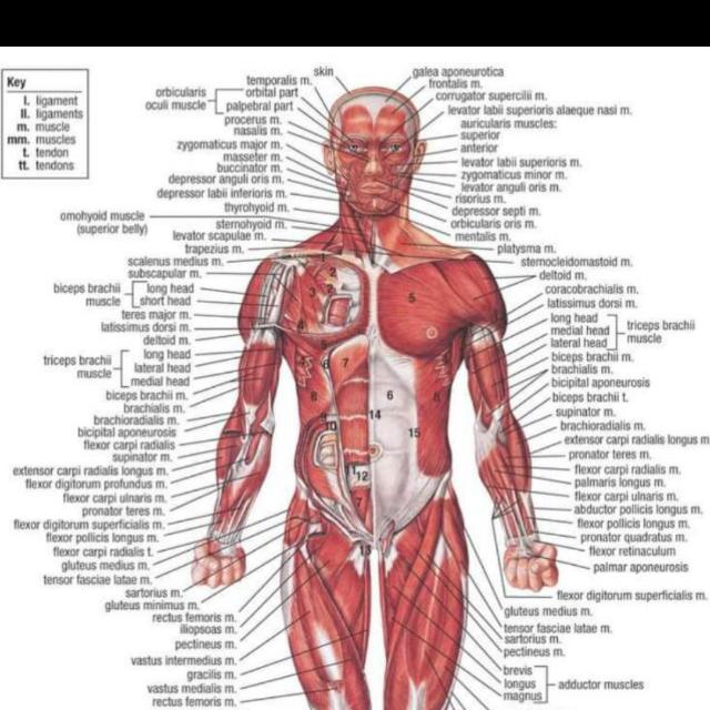 Mdcat mcqs 