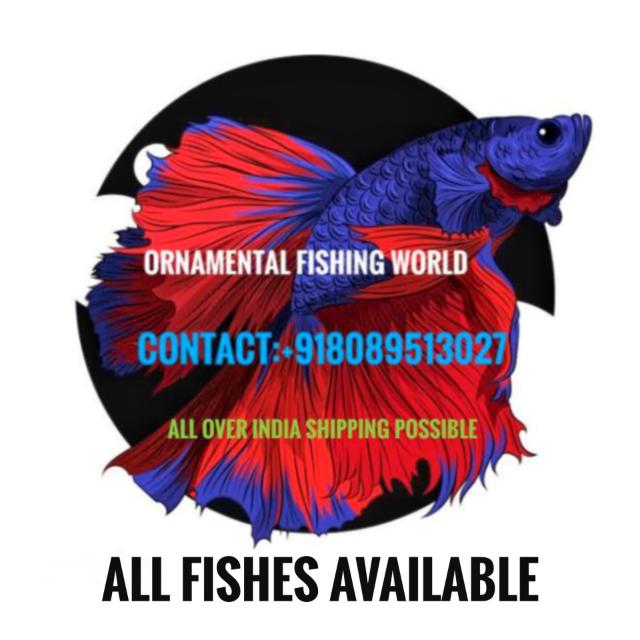 (OFW) _ornamental_fishing