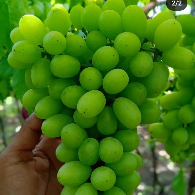 Grapes mastermind 🍇😎