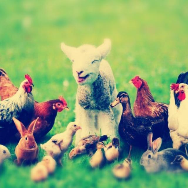 കർഷക കൂട്ടം