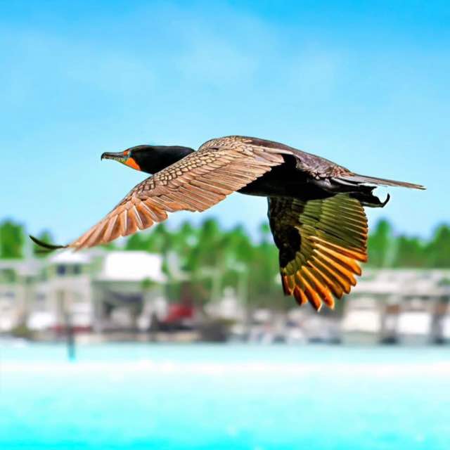 ?VINCE SPECIAL PACK???㊗㊙?