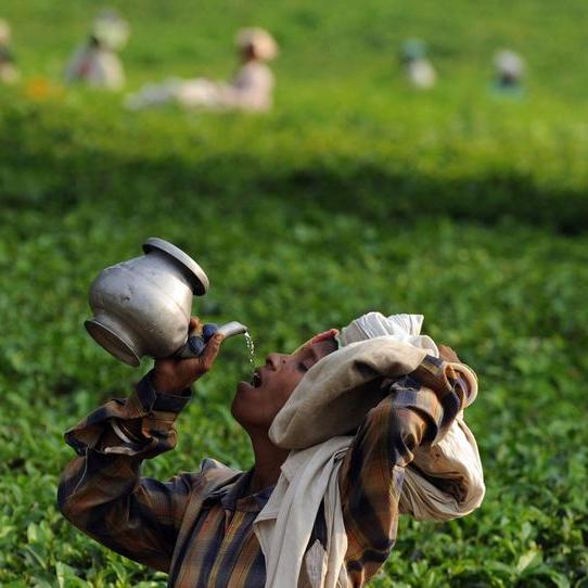 மலையக காமன்கள்