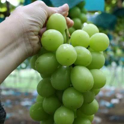 Bibit anggur import valid
