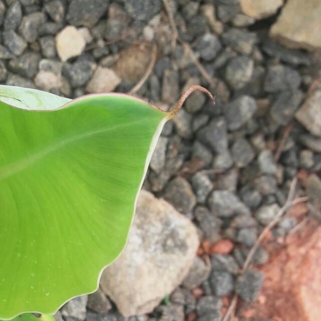 පිස්සො පිස්සියෝ??