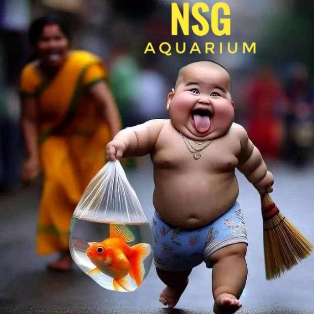 NSG Fish point in Vellore ? ?