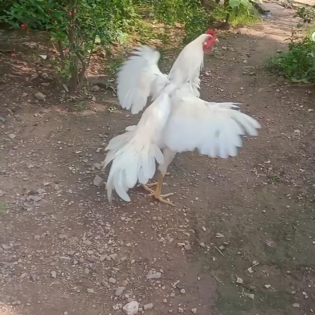 சேவல் விற்பனை