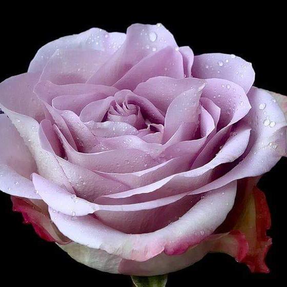 ❝✧?❀デ SANGATI ═❤️?/GROUP༒꧂▄︻SIRAJ‿♡❤MASTOI꧁༺ℑⷬᝡͣALI?RAZA♡‿♡❤
GEO꧁