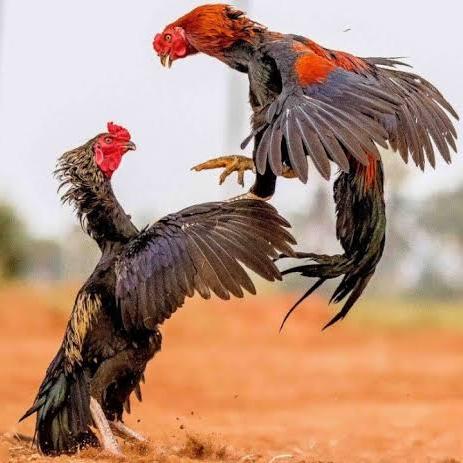 اسیل 🐓 گروپ kpk🦅🦅