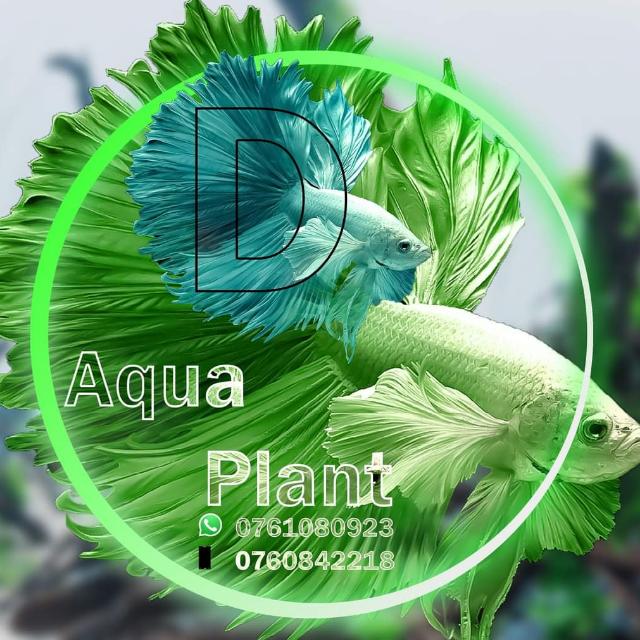 D Aquarium plant
