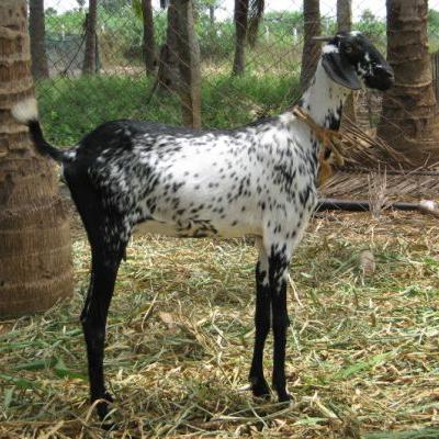🐏🐏கொடி ஆடுகள் விற்பனை 🐐🐏