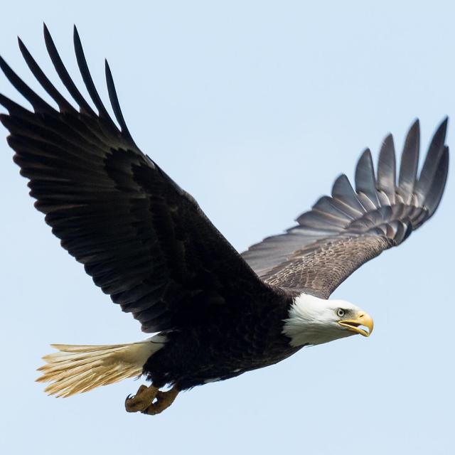 EAGLE 🦅 TEAM 🦅 FORSAGE 