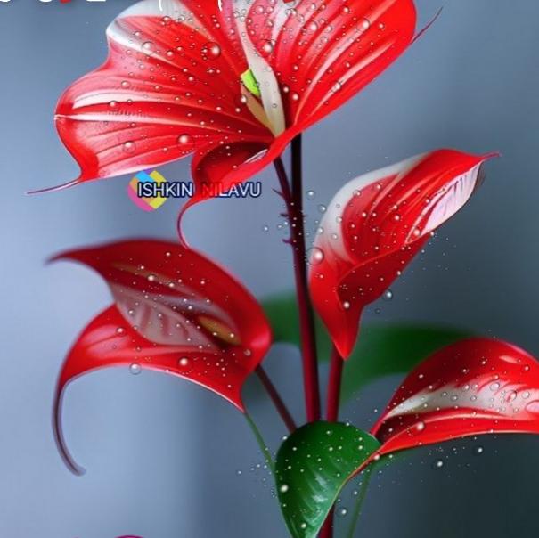 ??✿?????????? ??? ????✿??