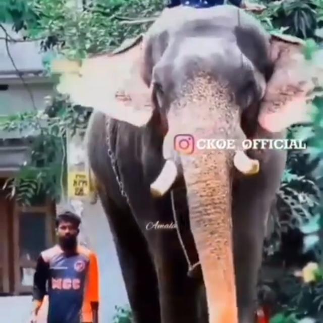 ആന 🐘💖 പ്രേമി🐘  ഒളരിക്കര കാളിദാസൻ 💗🐘