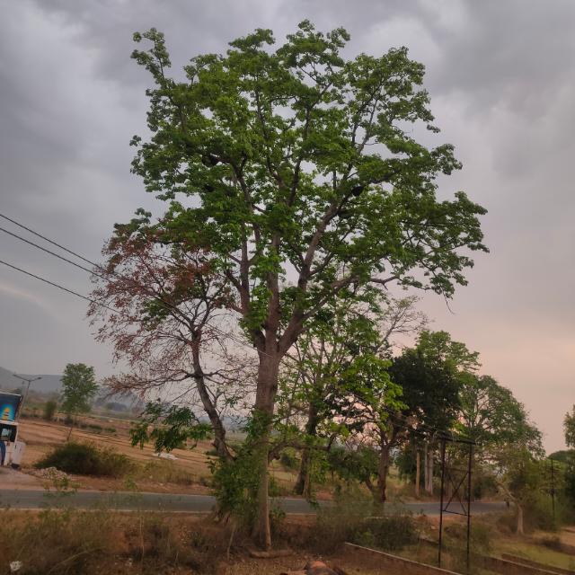 Zupee money earning app download now and earn money ??