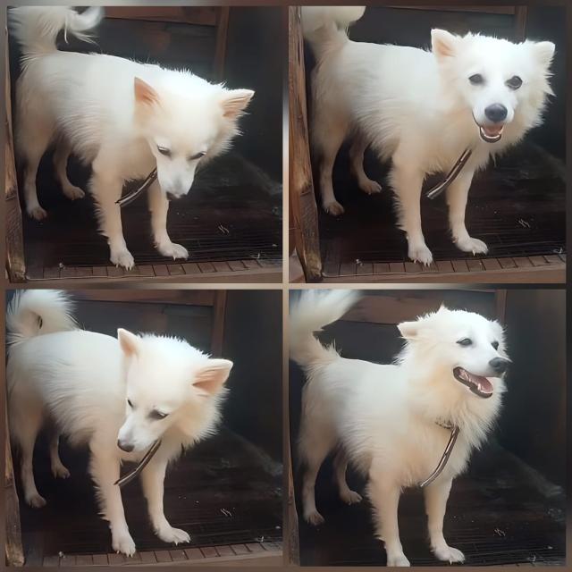 Dog 🐕🐶 lovers group