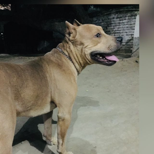 Dog sell group
