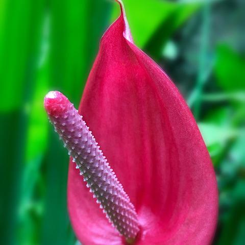 അവളുടെ രാവുകൾ?