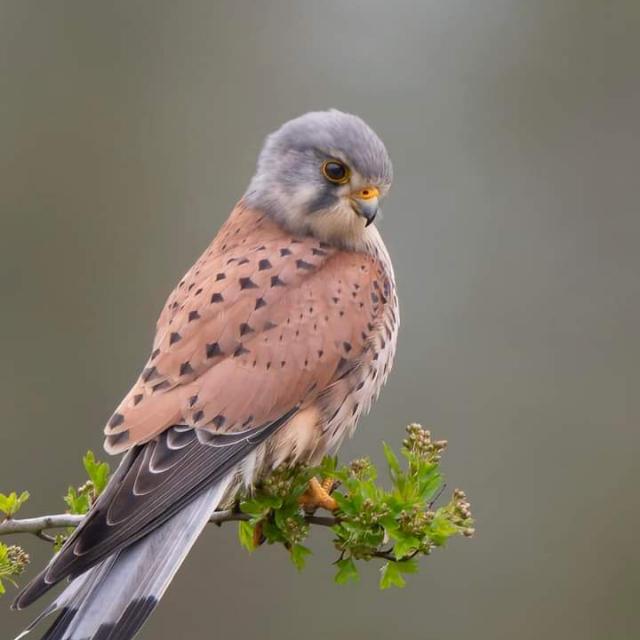 ?شکاری گروپ ?