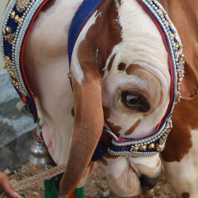 Qurbani ke janwar bhejen aur kharide is group mein??????????