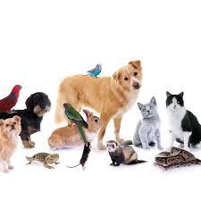 வளர்ப்பு பிராணிகள் விற்பனை