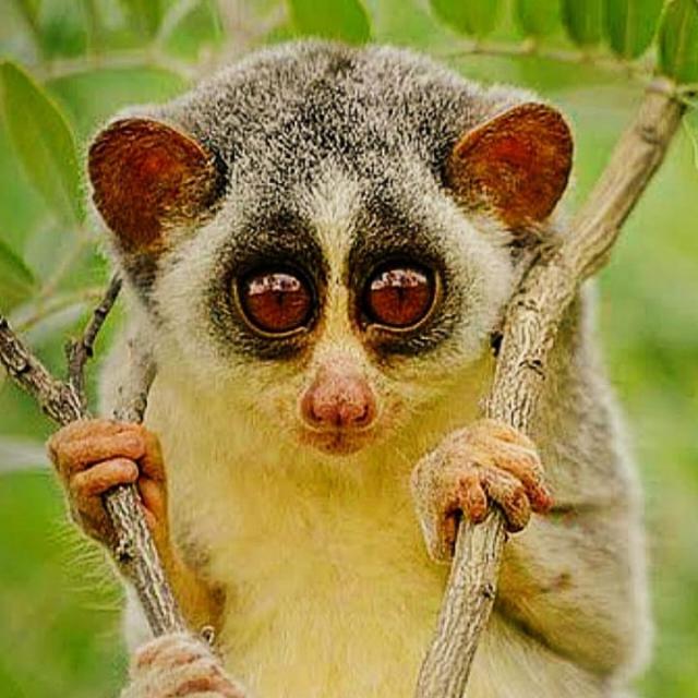 Vadodara, Gujarat 101