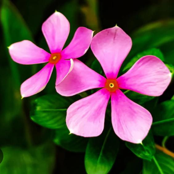 දේව ශක්ති🙏🏻