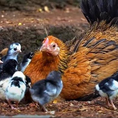 തനി നാടൻ കോഴി 🐔