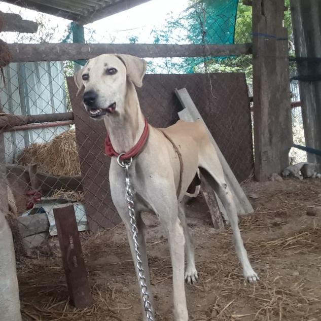 Tn 95 Sivakasi dog's 🐕