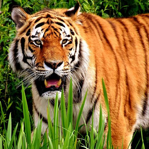 Raja Ludo group ?? 5%