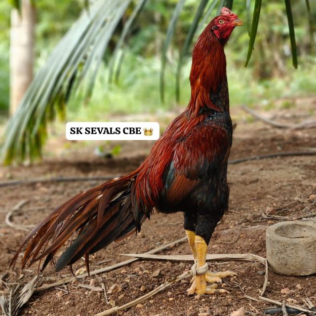 ?தமிழ் லெஸ்பியன்..??