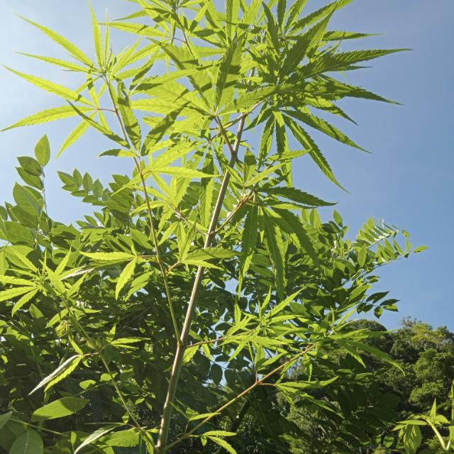 🐈නන්ගීගේ මයිල්🌽